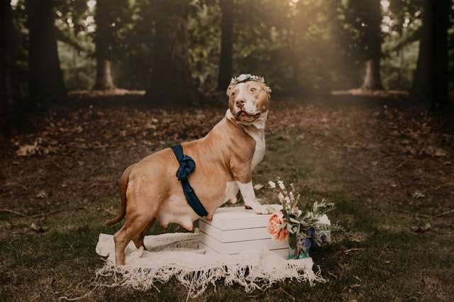 pit bull maternity photoshoot