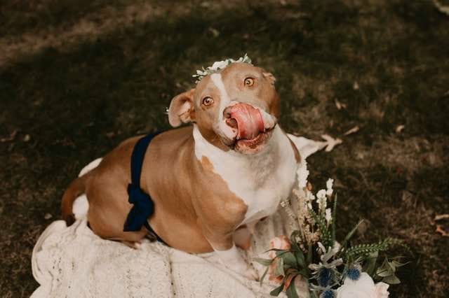 pit bull maternity photoshoot