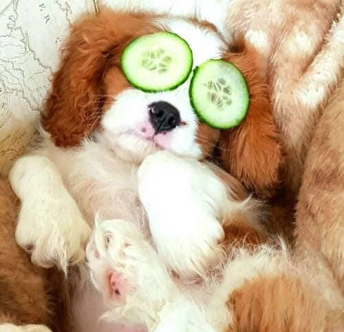 dog spa breaks