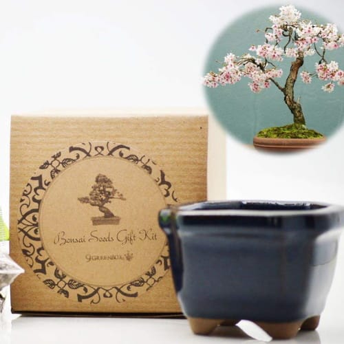cherry blossom bonsai kit