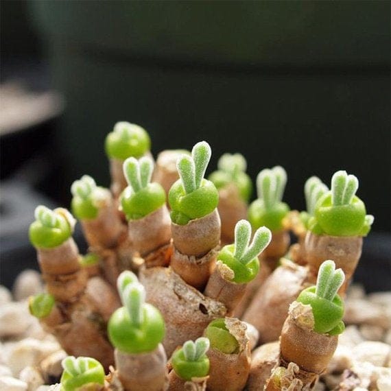 bunny rabbit succulent