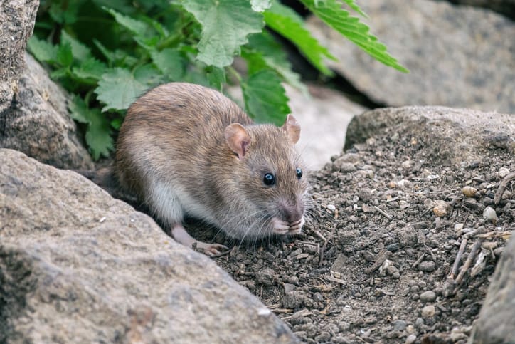 valentine's day name rat