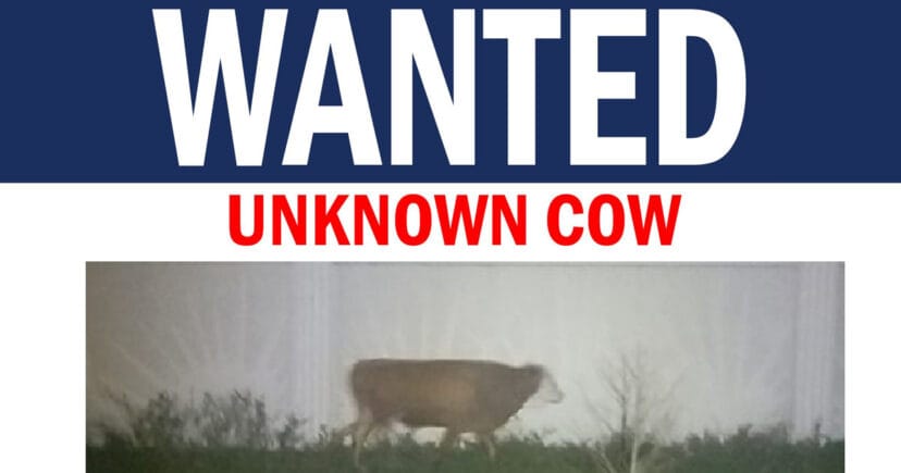 florida cow