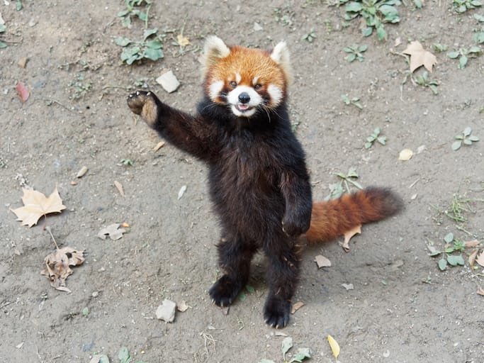 Animal at a zoo.