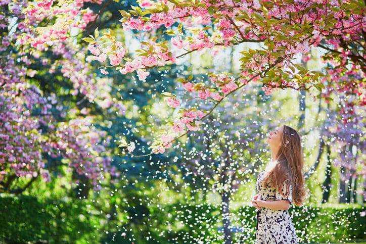 cherry blossom virtual tour