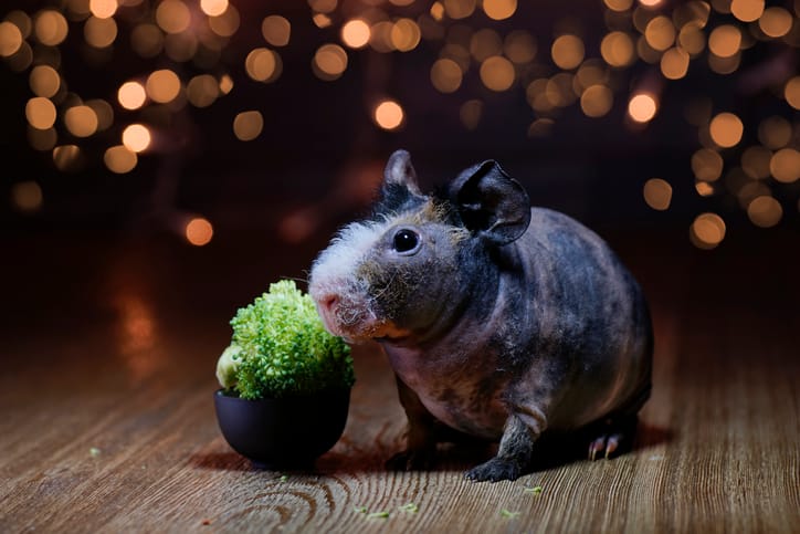 hairless guinea pig