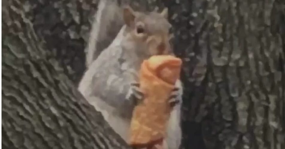 egg roll squirrel