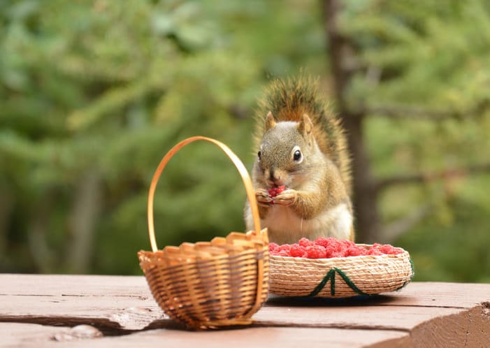 Detroit Man Builds Tiny Restaurant For All The Animals That Come Into His Yard
