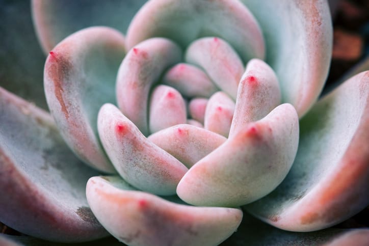 blush succulent