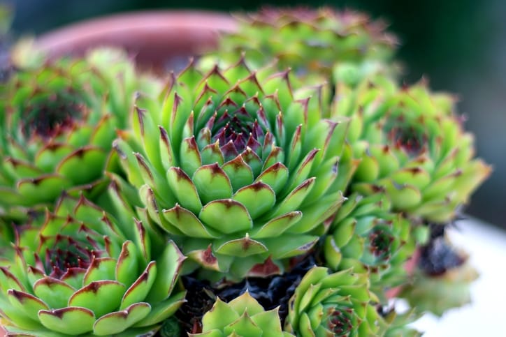 hen chick succulents