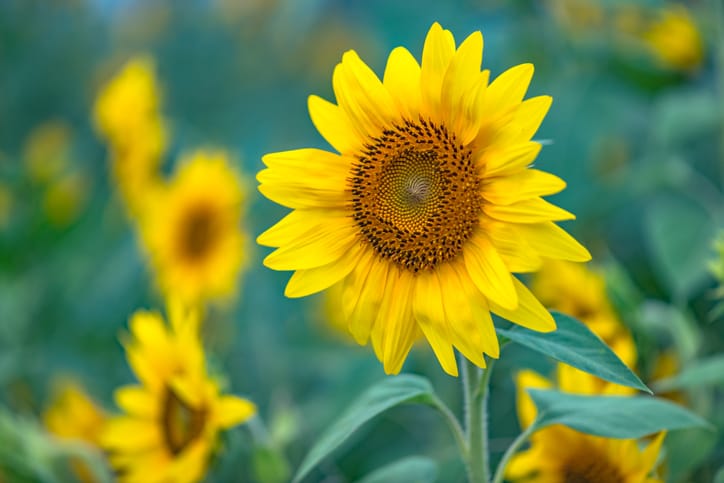 strawberry blonde sunflower