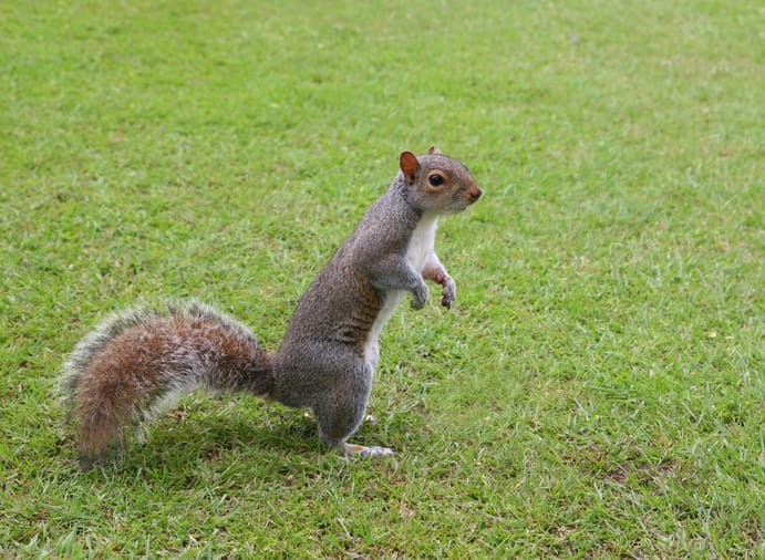 squirrel picnic table