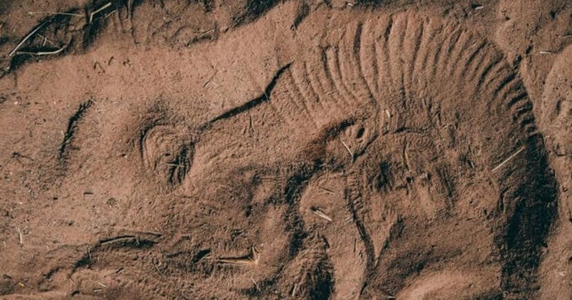 elephant face print