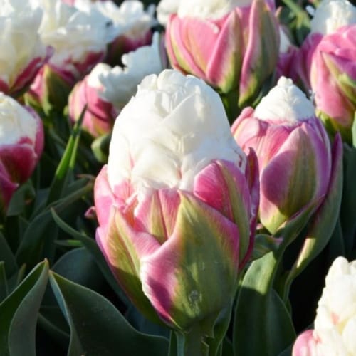 ice cream tulips