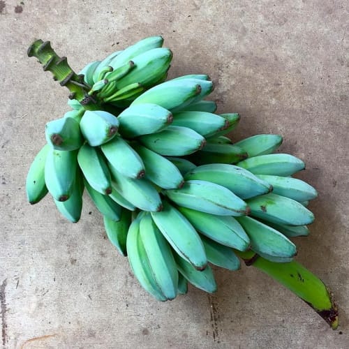 blue java bananas