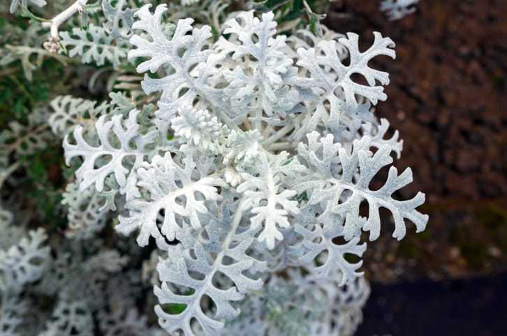 silver ragwort