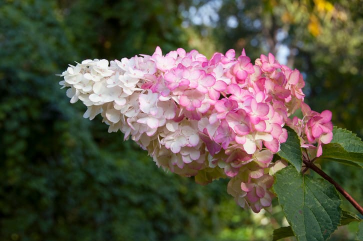 vanilla strawberry hydrangea