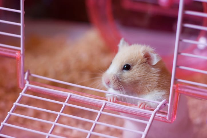 lockdown hamster
