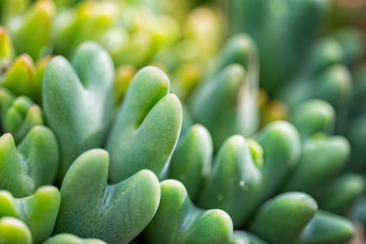 heart succulent