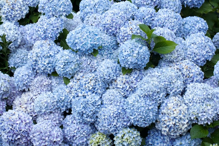 peppermint swirl hydrangea