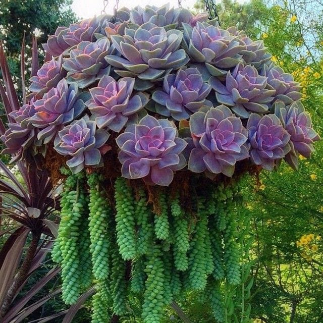 succulent jellyfish
