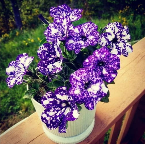 night sky petunias