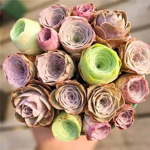 rose succulents