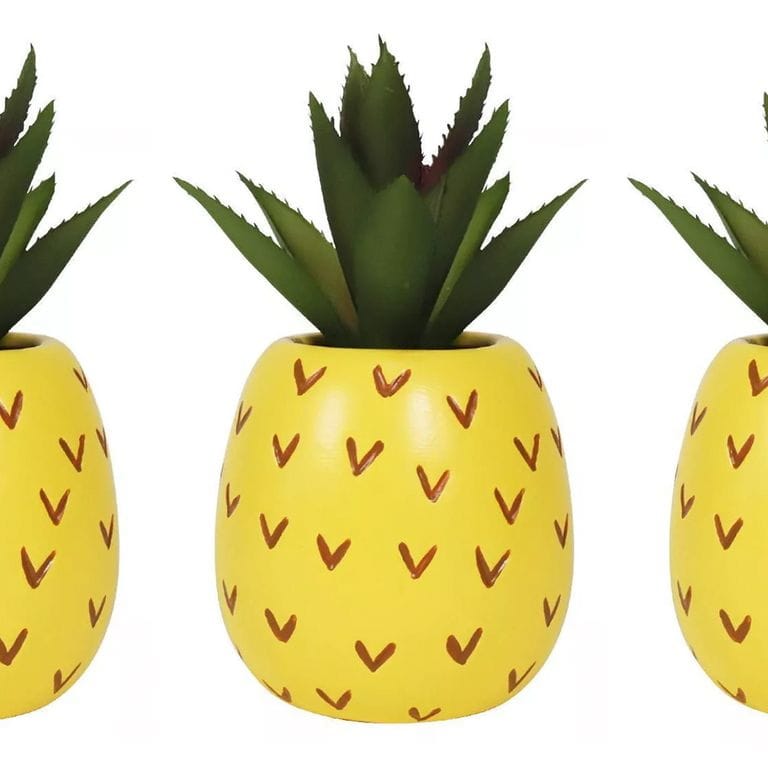 target pineapple succulent