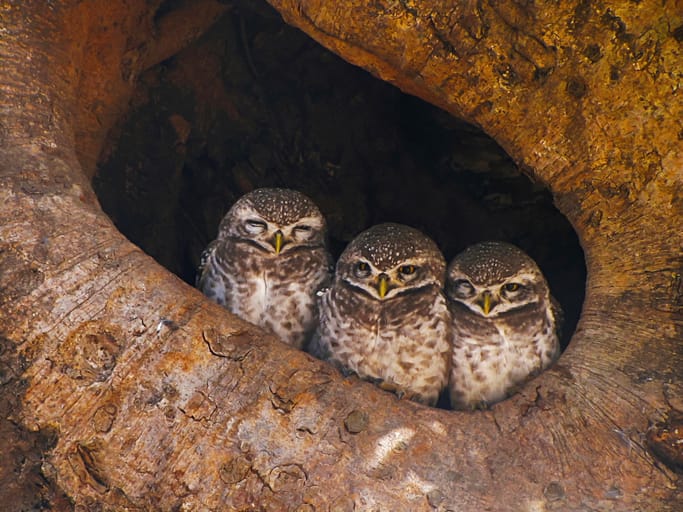 Spotted owl family.
