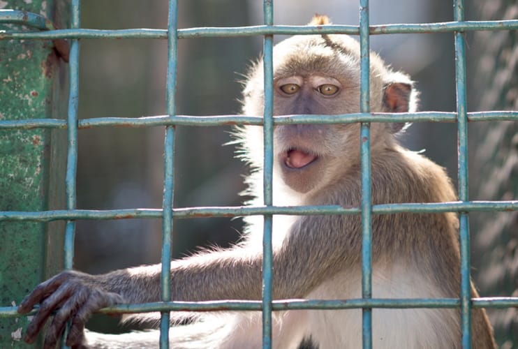 A wild monkey.