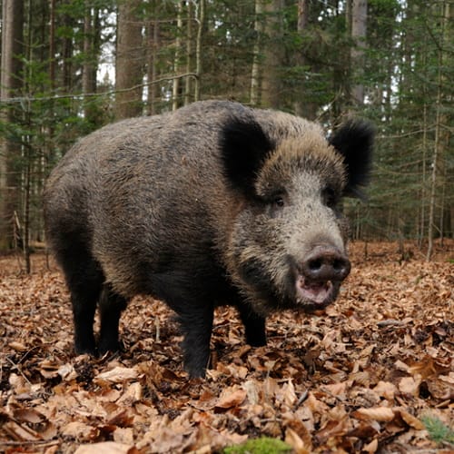 feral pigs cocaine
