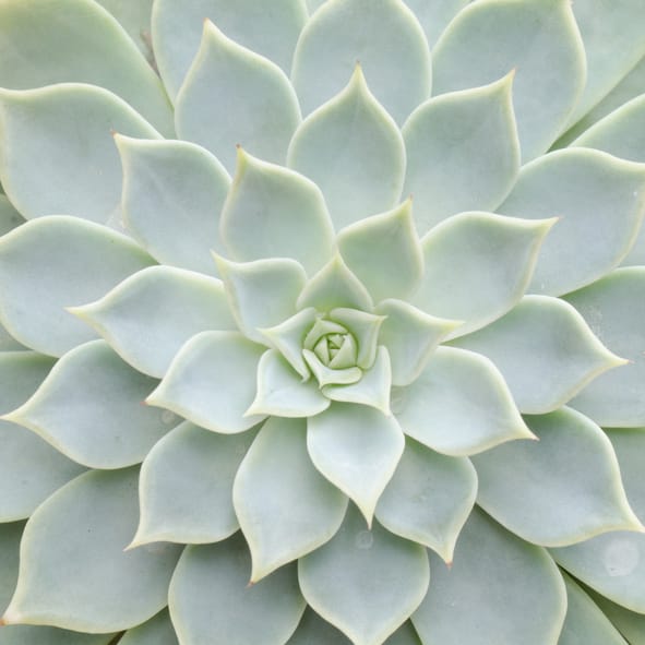 These DIY Succulent Spheres Give You A Whole New Way To Show Off Your Collection