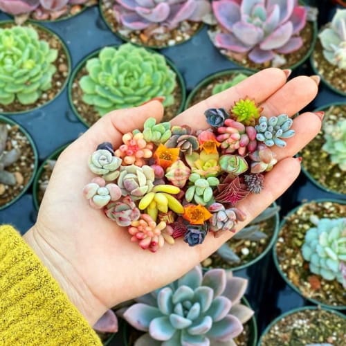miniature succulents