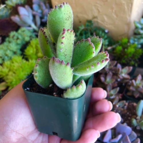 bear paw succulent