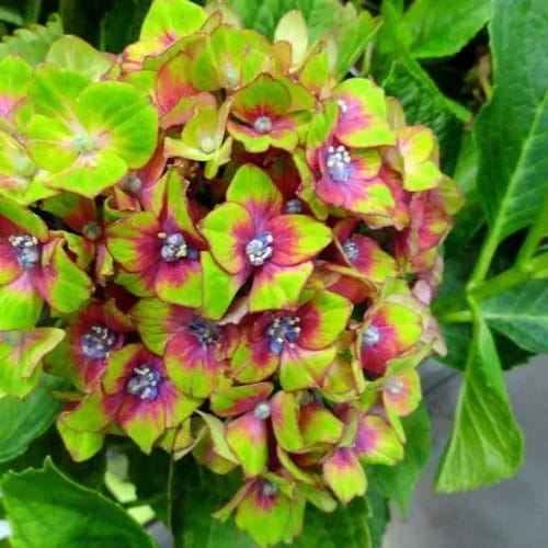 pistachio hydrangeas