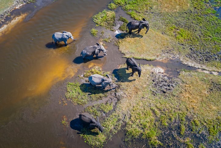 Aerial view of elephants on a river in Africa