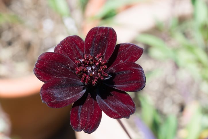 chocolate cosmos
