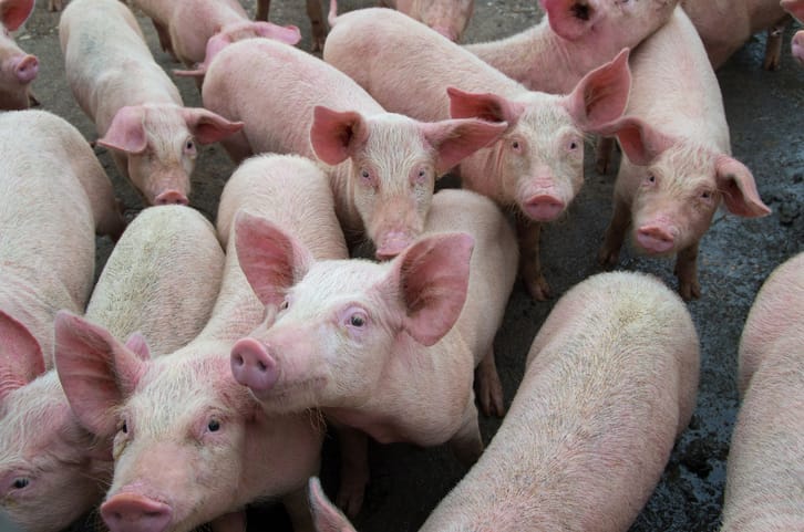 pig flu