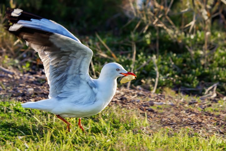 man bites seagull