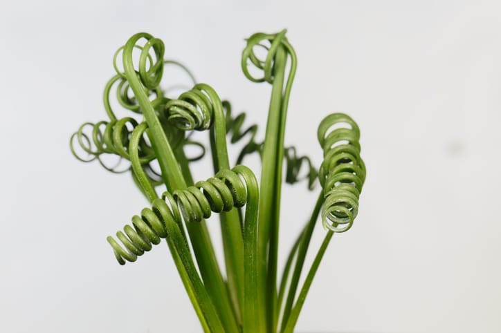 Leaves of a corkscrew plant.
