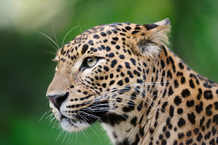 Photographer Captures Rare Black Panther And Leopard Couple On Film