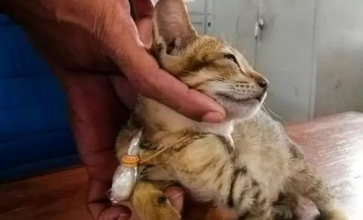 drug-smuggling cat