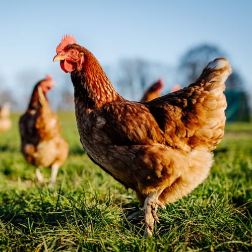 Man Admits Having Sex With Chickens While His Wife Filmed It