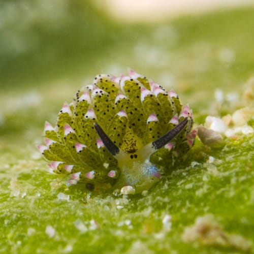sea sheep