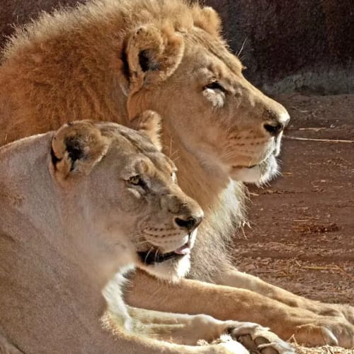 Lions in the