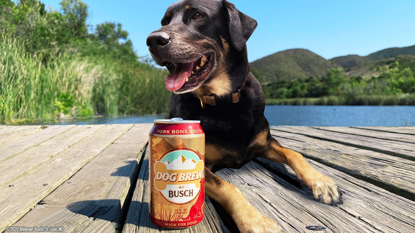 busch dog beer
