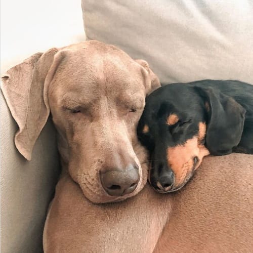 Two dogs sleeping on a couch.