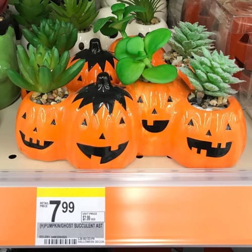 walgreens halloween succulent planter