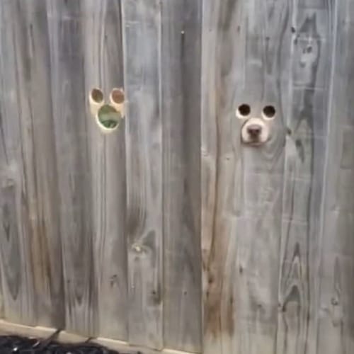 dog hole fence
