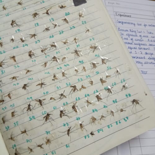 Teen Girl Collects And Keeps Every Mosquito She’s Ever Killed